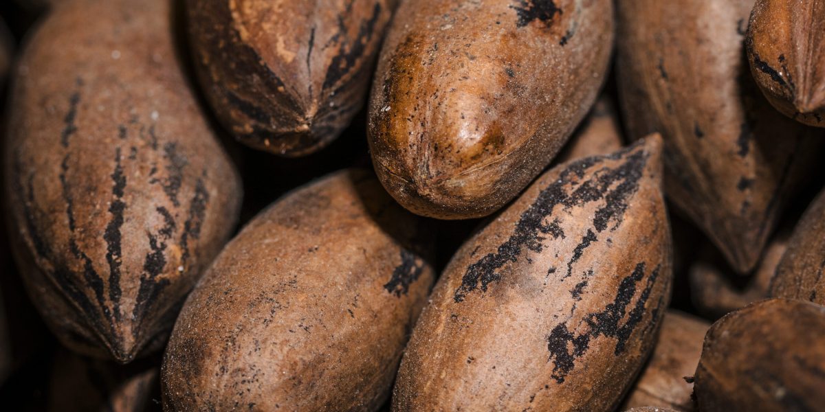 cacao volokna