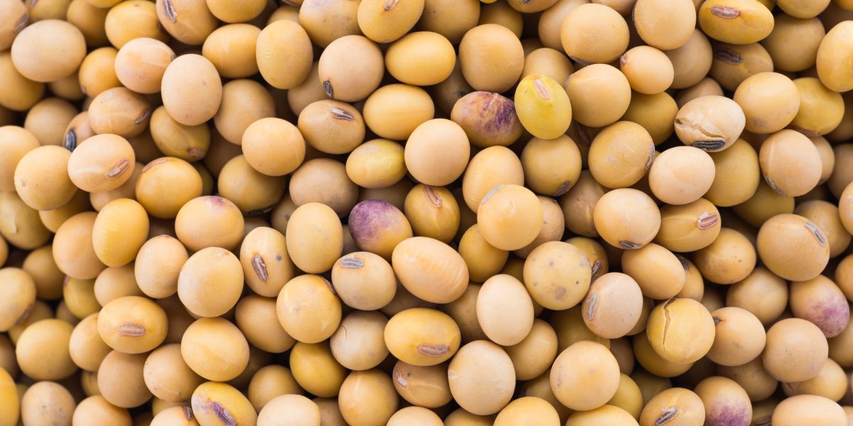 soybean isolated on white background